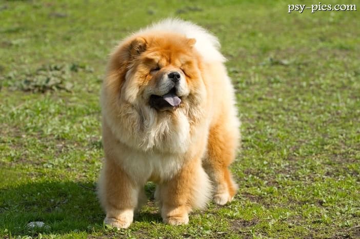 Chow chow kompendium