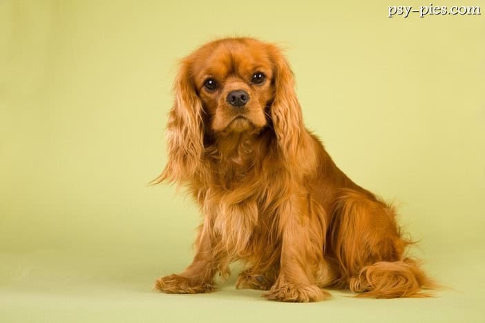 Cavalier king Charles spaniel kompendium