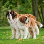 Pies Bernardyn opis i charakterystyka rasy