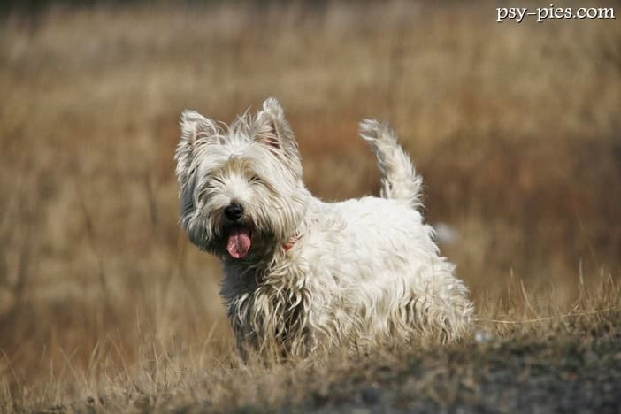 West highland white terrier - Westie