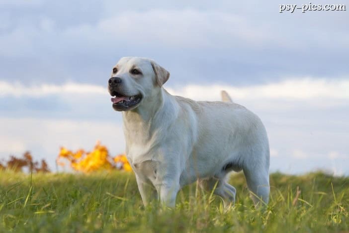 Labrador retriever charakterystyka rasy