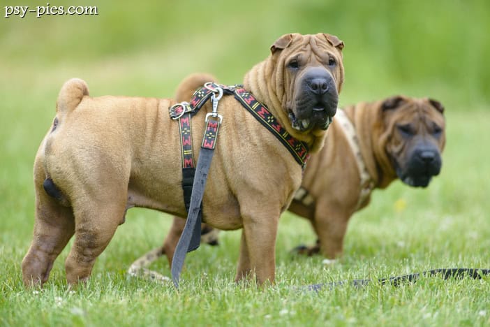 Shar pei opis charakter cena
