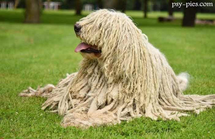 Komondor owczarek węgierski opis cena