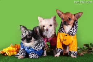 Psia moda