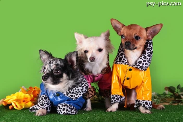 Psia moda