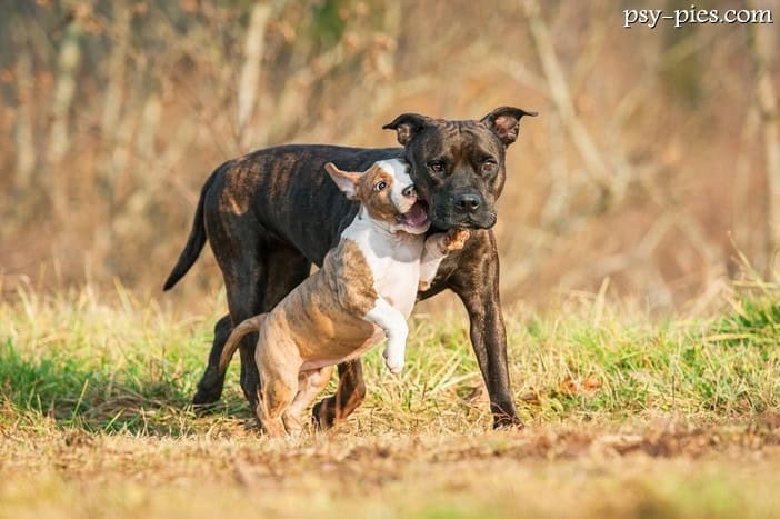 Pies American staffordshire terrier