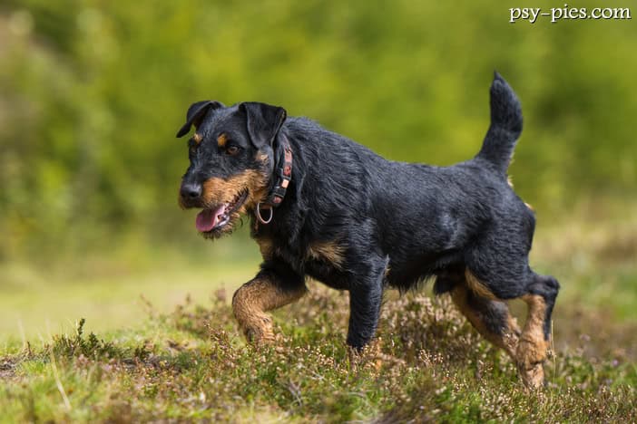 Deutscher jagdterrier (niemiecki terier myśliwski)