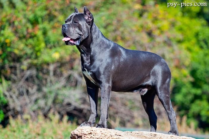 Cane corso opis rasy charakter cena