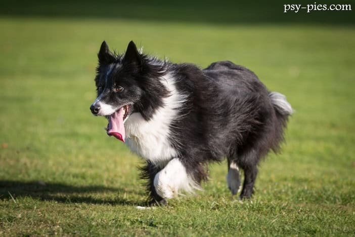 Border collie opis rasy charakter cena