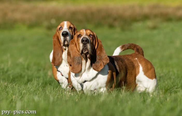 Basset hound opis rasy charakter cena
