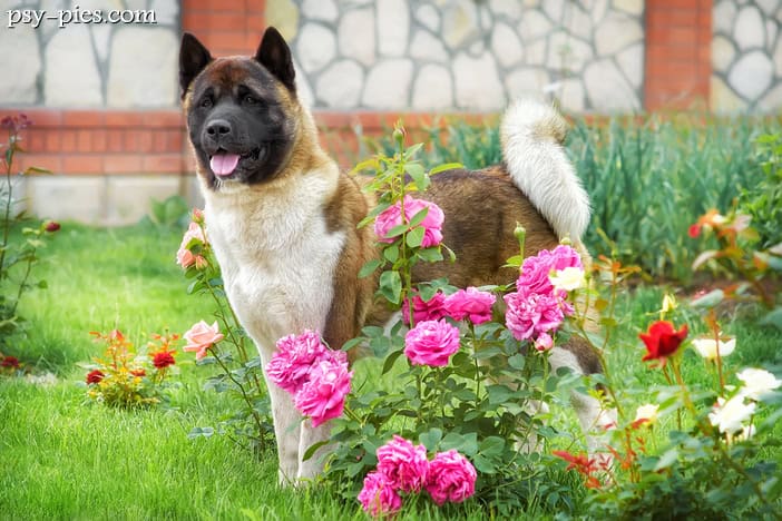 Akita amerykańska opis rasy cena