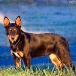 Owczarek australijski kelpie