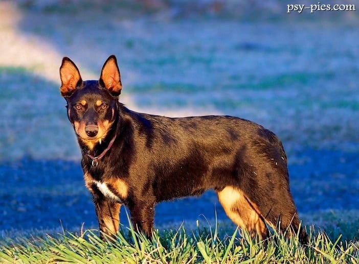 Owczarek australijski kelpie