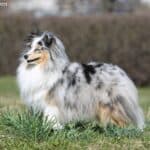 Owczarek szetlandzki SHELTIE