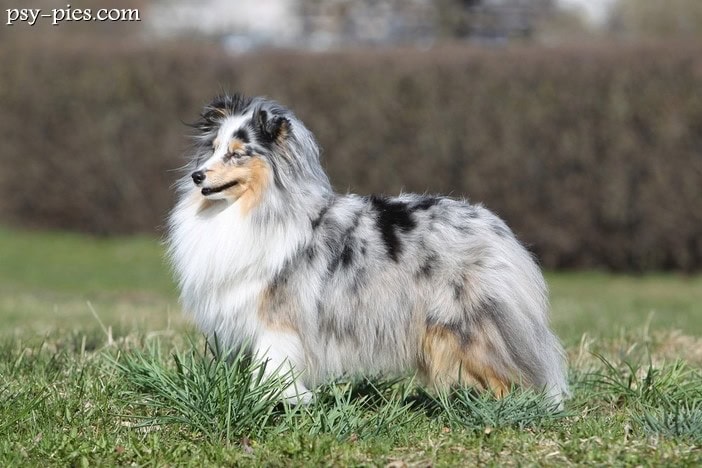 Owczarek szetlandzki SHELTIE