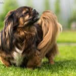 Spaniel tybetański TIBBIE opis rasy cena