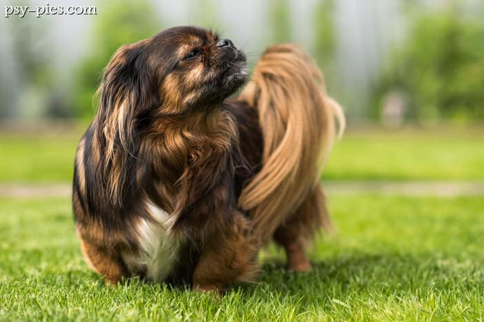 Spaniel tybetański TIBBIE opis rasy cena