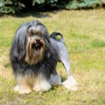 Lwi piesek lowchen little lion dog