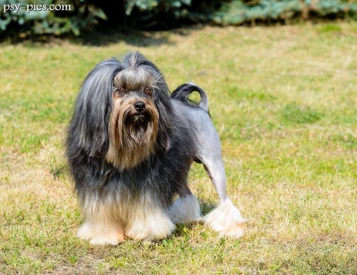 Lwi piesek lowchen little lion dog