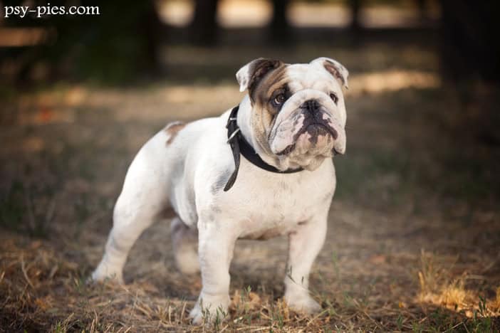 Buldog angielski kompendium
