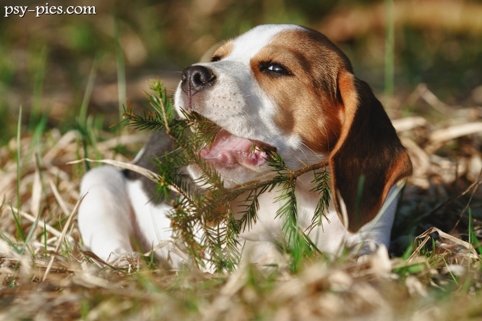 Kupno Beagle