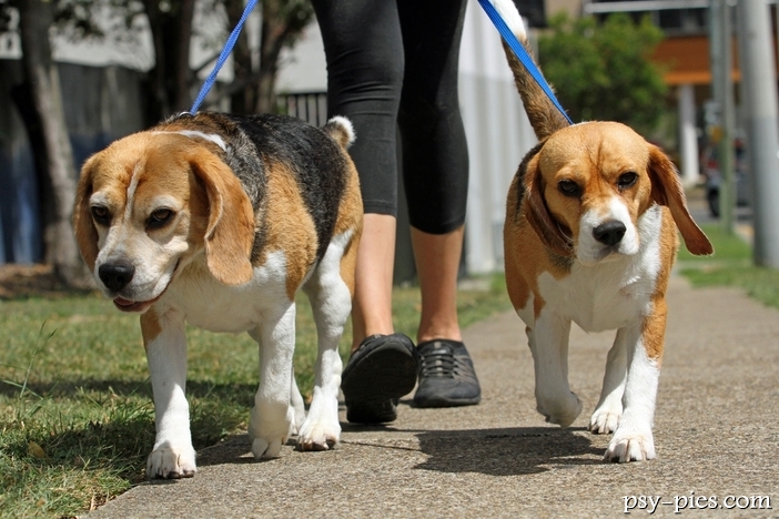 Beagle pies czy suka?