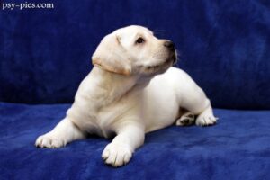 Wychowanie Labradora