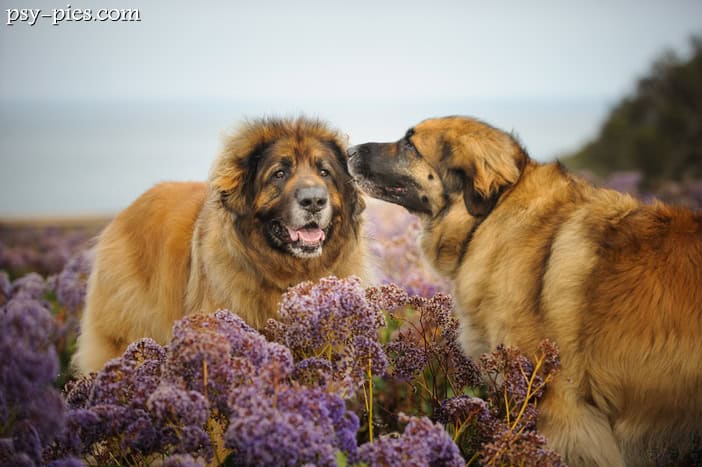 Leonberger wysokość waga cena