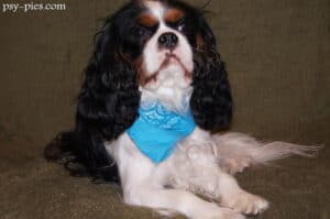 Rudolf słodki Cavalier king charles spaniel