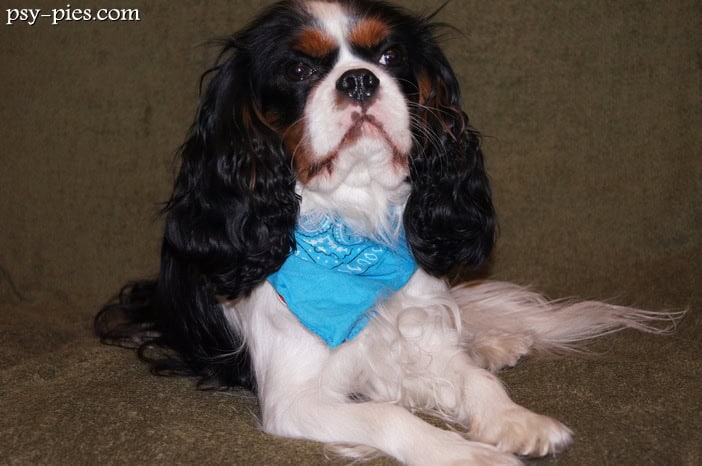Rudolf słodki Cavalier king charles spaniel