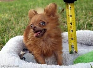 Najmniejszy pies świata: miniaturowa chihuahua