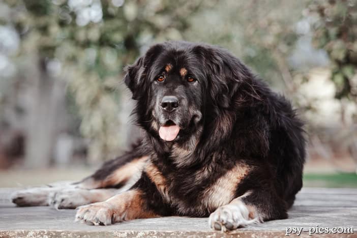 Mastif tybetański (do-khyi)