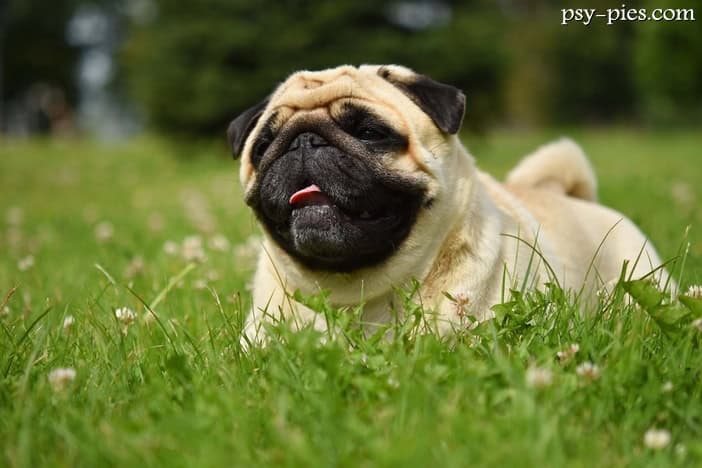 Mops rasa psa waga zdrowie cena