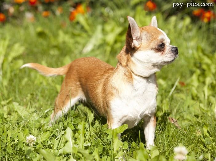 Chihuahua opis rasy waga cena