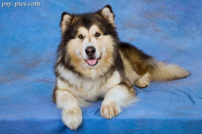 Alaskan malamute historia waga pielęgnacja cena