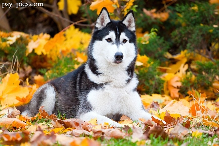 Siberian husky wady i zalety psów haski