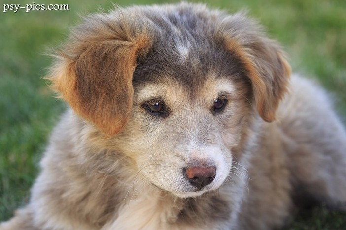 Wirtualna adopcja psa