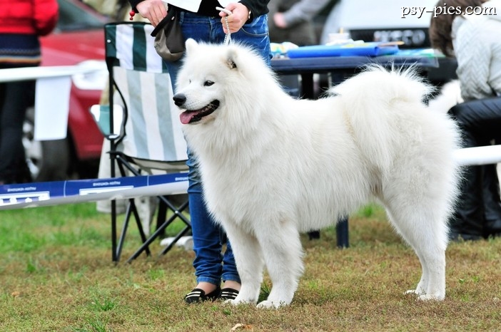 Wystawy psów rasowych