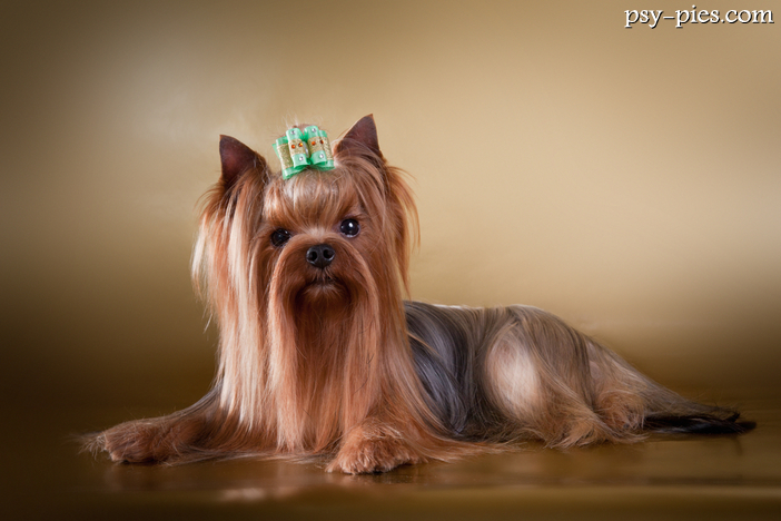 Yorkshire terrier pielęgnacja oczu