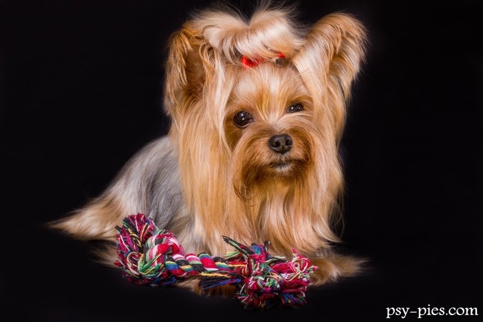 Yorkshire terrier pielęgnacja uszu