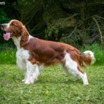 Springer spaniel walijski (Welsh Springer Spaniel)