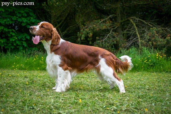 Springer spaniel walijski (Welsh Springer Spaniel)