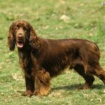 Field spaniel opis rasy charakter cena