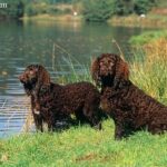 Amerykański Spaniel Dowodny (American Water Spaniel)