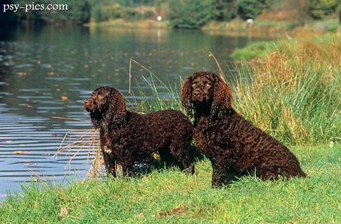 Amerykański Spaniel Dowodny (American Water Spaniel)