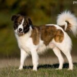 Aidi (Owczarek z Gór Atlas)