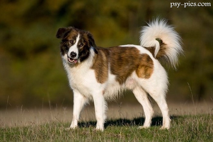 Aidi (Owczarek z Gór Atlas)