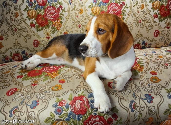 Czy Beagle może mieszkać w bloku?