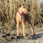 Terier irlandzki / Irish Terrier
