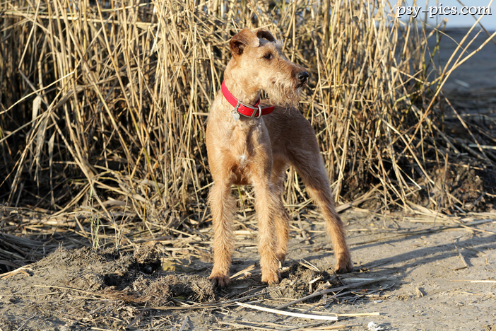 Terier irlandzki / Irish Terrier